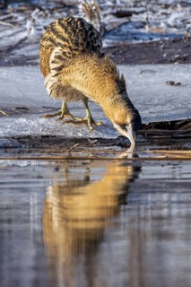 Eurasian bittern, great bittern (Botaurus stellaris) fishing from ice covered shore along frozen