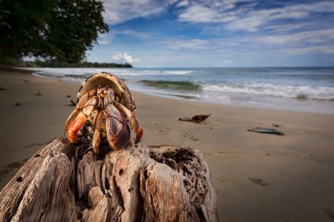 A hermit crab on a secluded beach in Costa Rica's Cahuita National Park