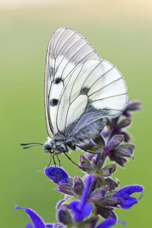 Clouded Apollo, (Parnassius mnemosyne), butterfly family, butterfly, insect, close-up, Lake