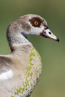 Egyptian Goose (Alopochen aegyptiaca), Western Cape, South Africa