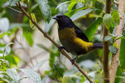 Black-and-yellow Silky-flycatcher (Phainoptila melanoxantha) perched on a branch in Costa Rica