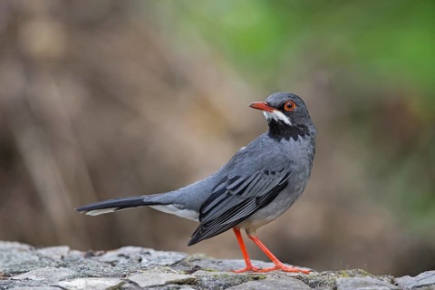 Red-legged Thrush (Turdus plumbeus), Cuba