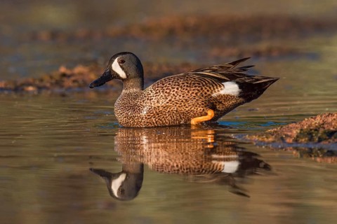 Blue-winged Teal (Spatula discors) male, Arizona, USA