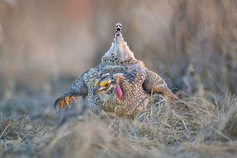Lesser Prairie Chicken (Tympanuchus pallidicinctus) male displaying, Kansas, USA