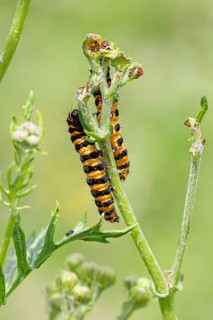 St. Jacob's weed bear or blood bear (Tyria jacobaeae), butterfly caterpillar, moth, family