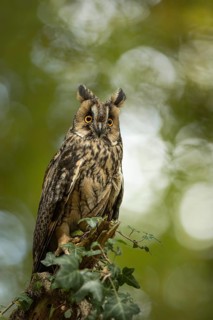 Long-eared Owl (Asio otus) captive, Germany