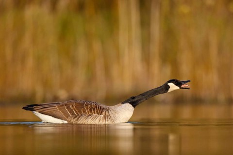 Canada Goose (Branta canadensis), North Rhine-Westphalia, Germany