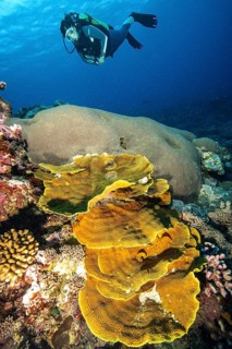 Diver looking at large stony coral (Scleractinia) in the foreground yellow goblet coral (Turbinaria