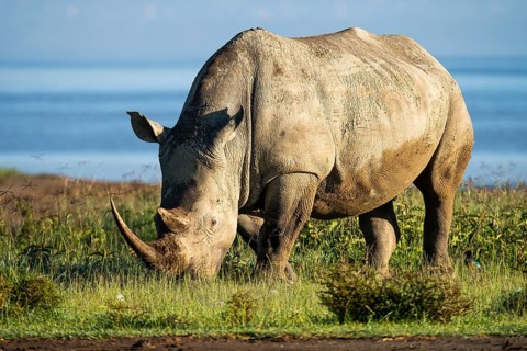 A close-up of a rhinoceros, with its thick, textured skin covered in mud, roaming the lush