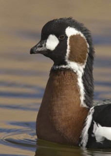 Red-breasted Goose (Branta ruficollis), New Mexico, USA