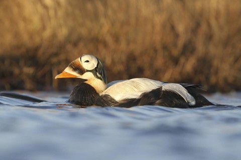 Spectacled Eider (Somateria fischeri) male, Alaska, USA