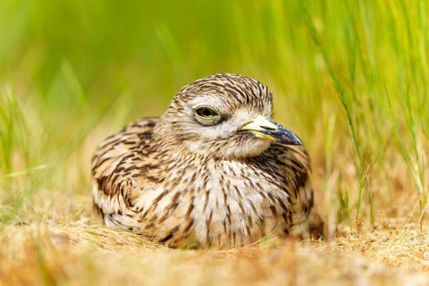 Bird sits quietly in the grass and remains hidden in the neighbourhood, Stone Curlew (Burhinus