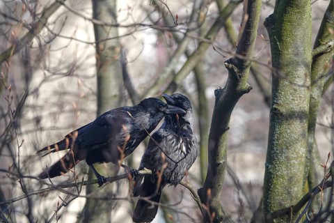 Two crows in a tree, winter, Germany