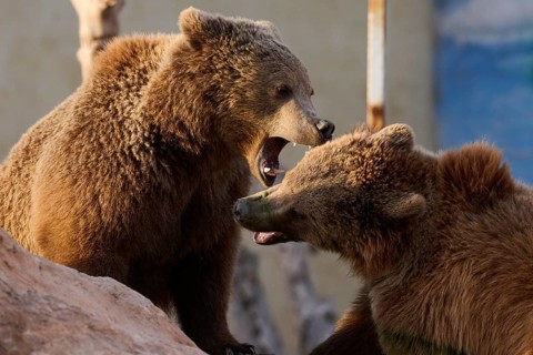 Two brown bears engage in a fierce interaction, displaying teeth and strength. Captured in its wild