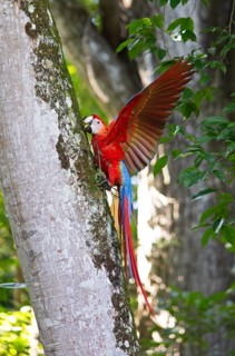 Scarlet macaw (Ara macao), parrot in the archaeological site of Copán, ruined Mayan city in the