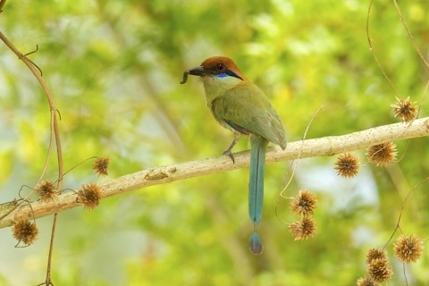 Russet-crowned Motmot Momotus mexicanus El Tuito, Jalisco, Mexico 12 June Adult carrying food.