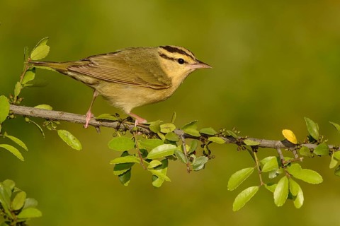 Worm-eating Warbler (Helmitheros vermivorum), Texas, USA
