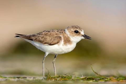 Animals, birds, plover, Kentish plover, (Charadrius alexandrinus), biotope, habitat, foraging, Barr