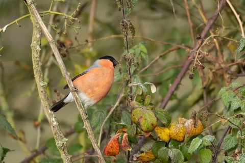 Eurasian bullfinch (Pyrrhula pyrrhula) adult male bird feeding on nettle seeds in a hedgerow in