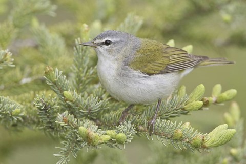 Tennessee Warbler (Leiothlypis peregrina), Manitoba, Canada