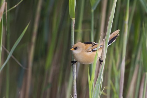 Bearded Reedling - Bartmeise - Panurus biarmicus ssp. biarmicus, Germany, juvenile male