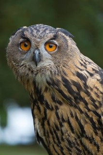 Portrait of an Eurasian Eagle Owl, Bubo bubo. Green vegetation in the background