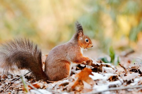 Eurasian squirrel (Sciurus vulgaris) sitting feeding on a pile of leaves with hoarfrost, North