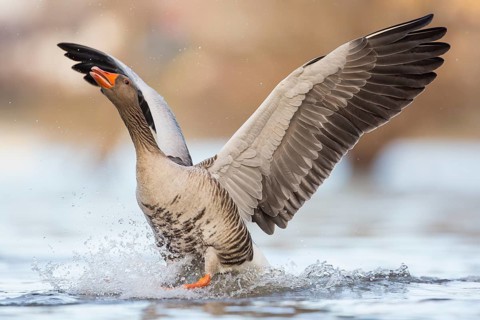 Greylag Goose (Anser anser), Rhineland-Palatinate, Germany