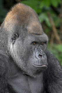 Western lowland gorilla (Gorilla gorilla gorilla) in the Réserve Lésio-Louna nature reserve, near