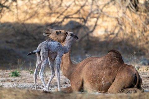 Dromedary (Camelus dromedarius), camel, young animal with mother, Oman