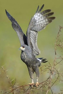 Snail Kite (Rostrhamus sociabilis) flying, Florida, USA