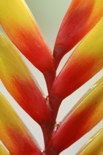Bromeliad (Vriesea eltoniana), detail of inflorescence, native to Brazil