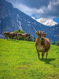 Braunvieh grazes on an alpine pasture in the Swiss Alps near Urnäsch and Schwägalp, Canton