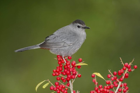 Grey Catbird (Dumetella carolinensis) perched on a branch, Texas, USA