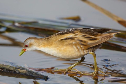 Little Crake (Porzana parva) female foraging, Greece