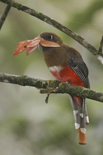 Masked Trogon (Trogon personatus) female, Ecuador