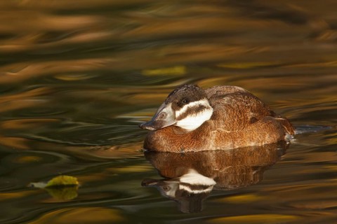 White-headed Duck (Oxyura leucocephala) female, North Rhine-Westphalia, Germany