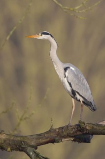 Grey Heron (Ardea cinerea) male, Hamburg, Germany