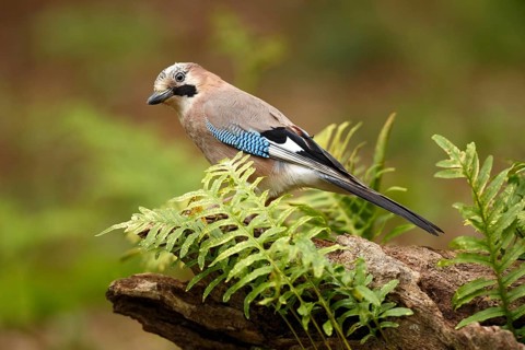 Eurasian Jay (Garrulus glandarius), Asturias, Spain
