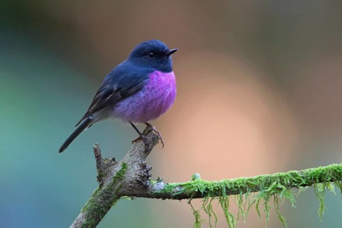 Pink Robin (Petroica rodinogaster) male perched on a mossy branch, Victoria, Australia