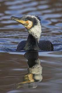 Great Cormorant (Phalacrocorax carbo), Rhineland-Palatinate, Germany