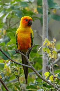 Sun Parakeet (Aratinga solstitialis) perched on a branch in the grasslands of Guyana