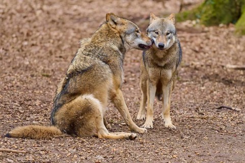 Two wolves sitting close to each other on brown ground, Wolf (Canis Lupus), Germany