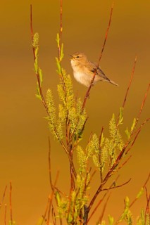 Fitis, Willow Warbler, Phylloscopus trochilus, Pouillot fitis, Mosquitero Musical