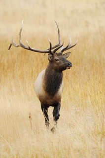Wapiti (Cervus canadensis, Cervus elaphus canadensis), male, Yellowstone National Park, Wyoming,