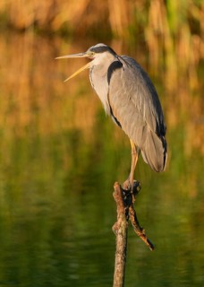 Grey heron (Ardea cinerea) standing on a dead branch by a lake, beak open, warm morning light,