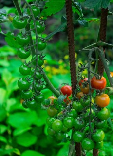 Tomato plant with ripe and unripe fruits, North Rhine-Westphalia, Germany