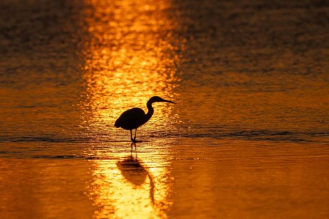 Great White Egret (Ardea alba) foraging in the water, Oman