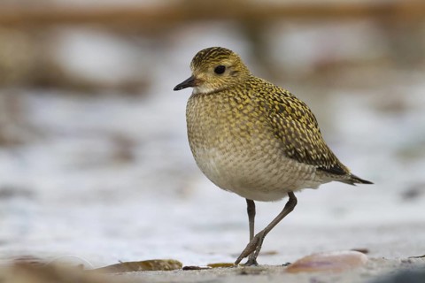 European Golden Plover (Pluvialis apricaria), Schleswig-Holstein, Germany