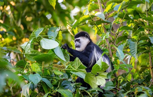 West African guereza or mantelaffe (Colobus guereza occidentalis) eating leaves, Bigodi, Western